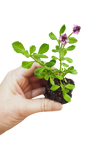 Erosion Controlling Groundcover - Tropical Pink Frogfruit Plugs