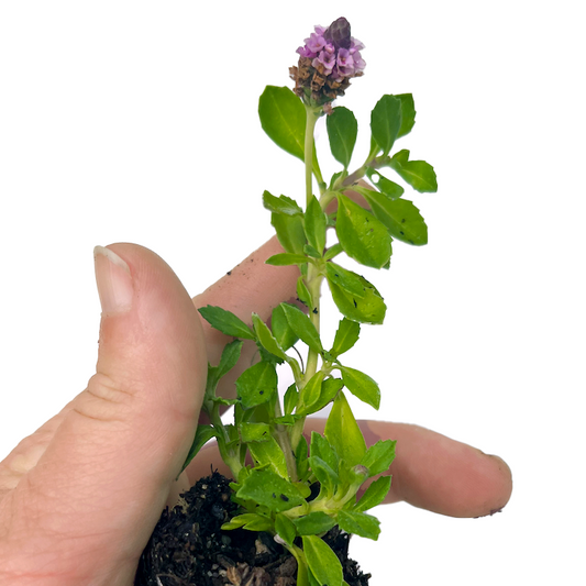 Erosion Controlling Groundcover - Tropical Pink Frogfruit Plugs