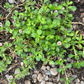 Erosion Controlling Groundcover - Tropical Pink Frogfruit Plugs