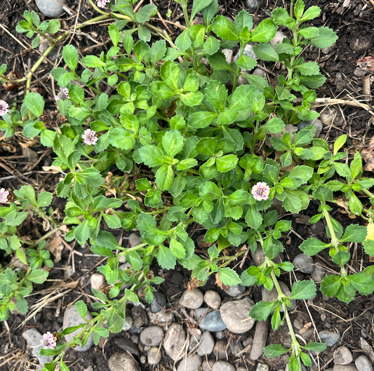 Erosion Controlling Groundcover - Tropical Pink Frogfruit Plugs