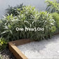 xeric_modern_1_year_old - California Wild Gardens After