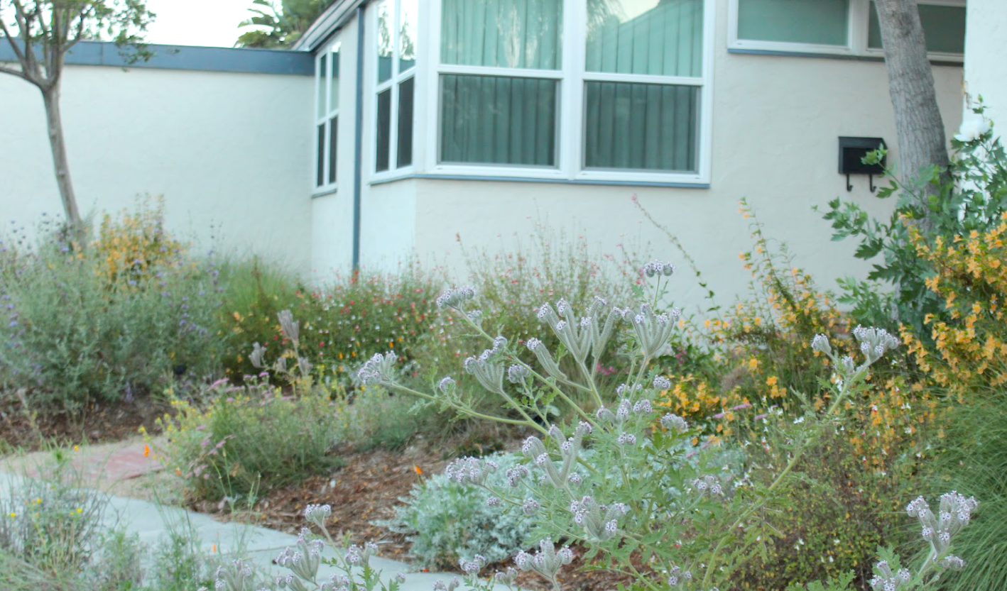 dreamy blend of california native wildflowers in glendale front yard turf replacement rebate