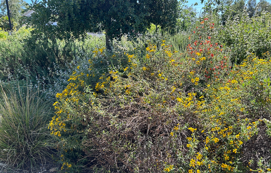 Sage Rich | Curated California Native Plant Set