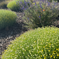 easy drought tolerant lawn replacing plants