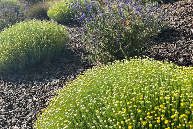 are lavender plants drought tolerant Lavender Cotton Groundcover 10-Pack | Hedge Friendly Ball Accent