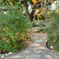 Shady Retreat | Curated California Native Plant Set