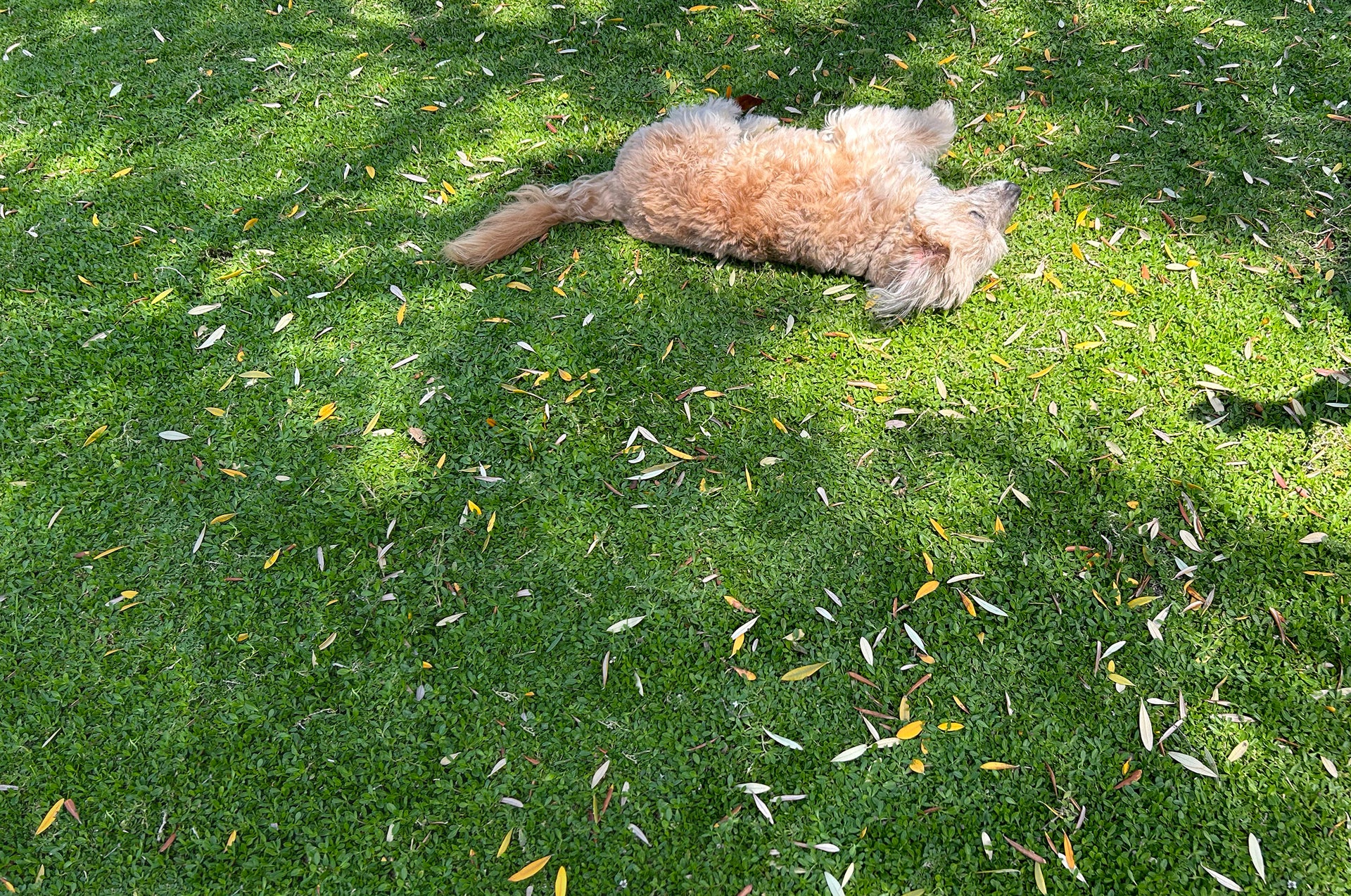 Load video: Overview of different types of California native sod and groundcover.