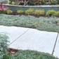 Silver Carpet Groundcover - Bulk Flats