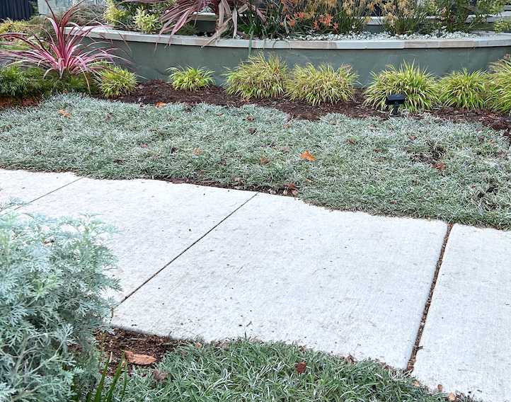 Silver Carpet Groundcover - Bulk Flats