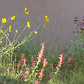 beautiful superbloom frontyard garden in north hollywood california