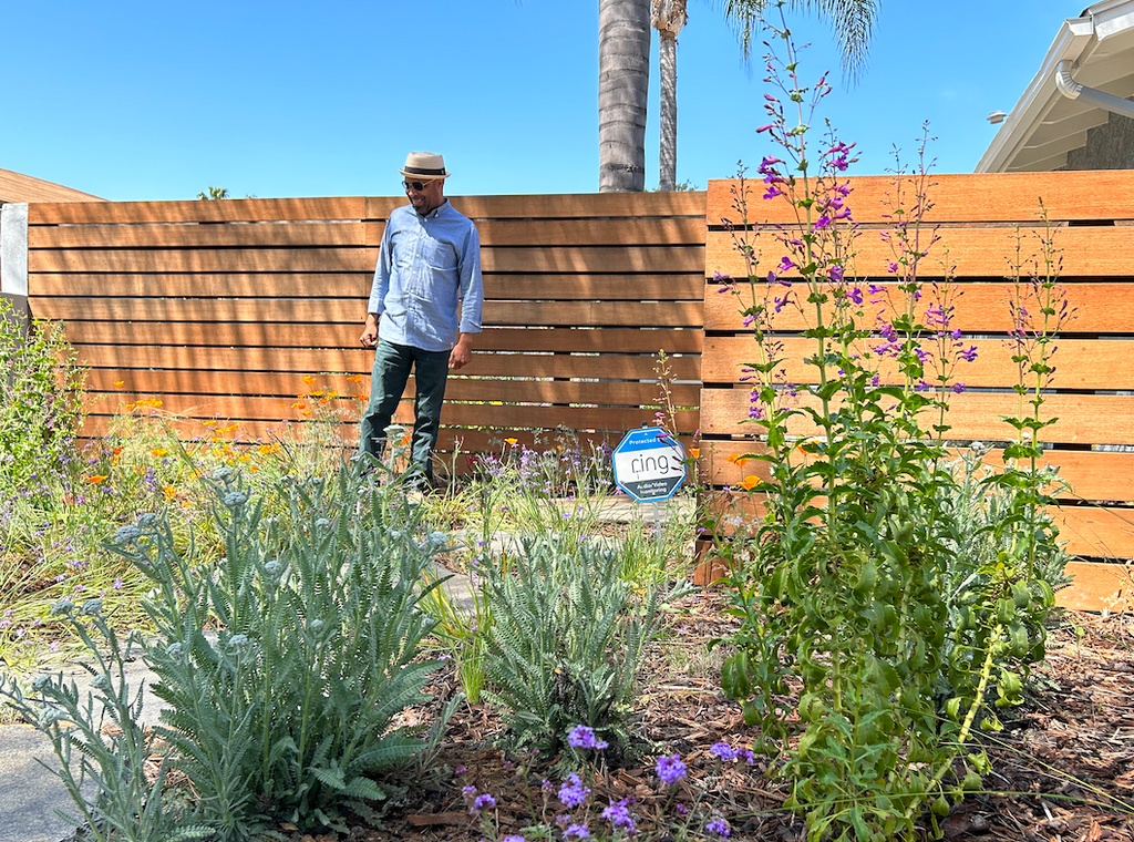 Superbloom Selfie | California Native | Plant Package & Design Plan