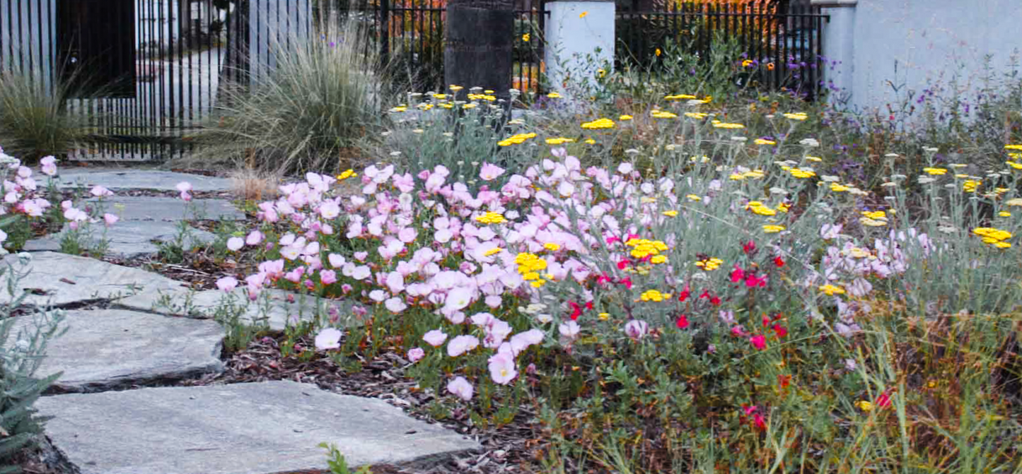 Superbloom Selfie | Southern California Native | Plant Package & Design Plan