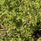 Erosion Controlling Groundcover - Tropical Pink Frogfruit Plugs