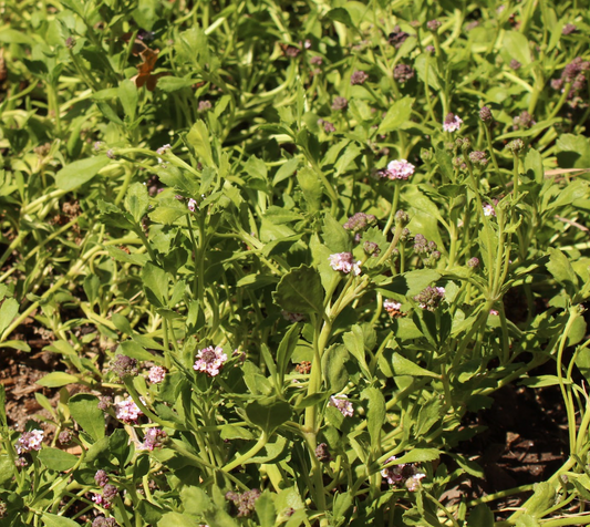 Erosion Controlling Groundcover - Tropical Pink Frogfruit Plugs