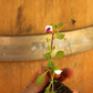 Erosion Controlling Groundcover - Tropical Pink Frogfruit Plugs