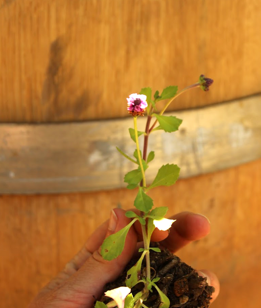 Erosion Controlling Groundcover - Tropical Pink Frogfruit Plugs