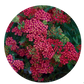 PRE-ORDER | Colorful 2" Yarrow Plugs - Native Groundcover Lawn Alternative | Spring Shipping (Copy)