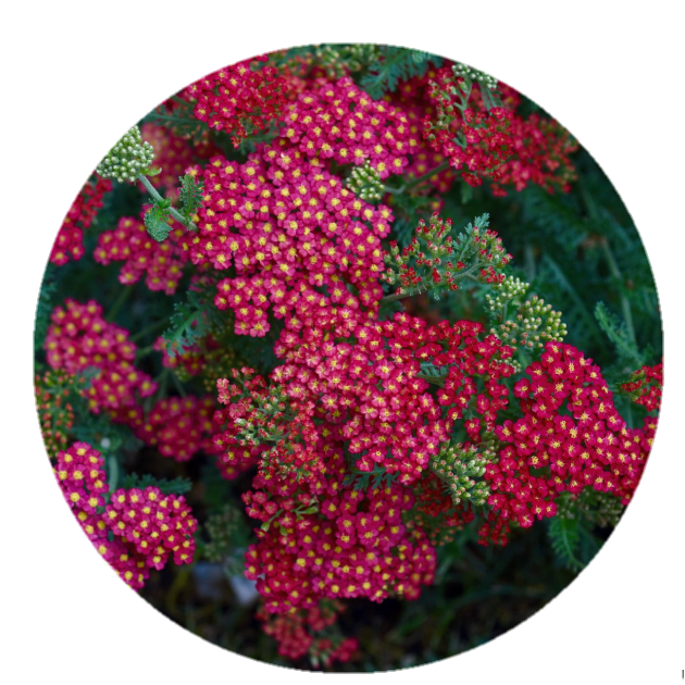 PRE-ORDER | Colorful 2" Yarrow Plugs - Native Groundcover Lawn Alternative | Spring Shipping (Copy)