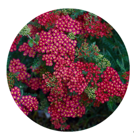 PRE-ORDER | Colorful 2" Yarrow Plugs - Native Groundcover Lawn Alternative | Spring Shipping (Copy)