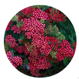 PRE-ORDER | Colorful 2" Yarrow Plugs - Native Groundcover Lawn Alternative | Spring Shipping (Copy)