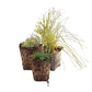 Native Meadow 4" Pack: Meadow & Dune Sedge + Yarrow