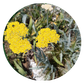 PRE-ORDER | Colorful 2" Yarrow Plugs - Native Groundcover Lawn Alternative | Spring Shipping (Copy)