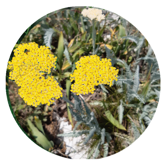 PRE-ORDER | Colorful 2" Yarrow Plugs - Native Groundcover Lawn Alternative | Spring Shipping (Copy)