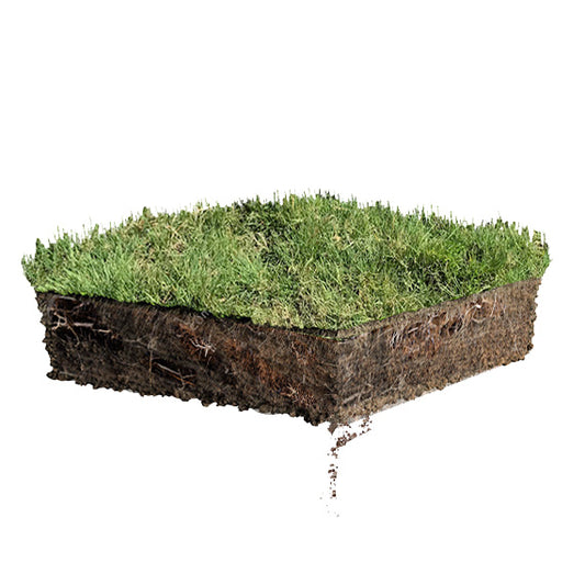 Native Bentgrass - Agrostis Pallens Lawn Sod