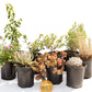 Landscaping plants Southern California
