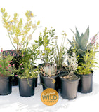 Sage Rich - California Wild Gardens - Plant Pack