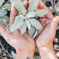 Super Healers - California Wild Gardens - Plant Pack