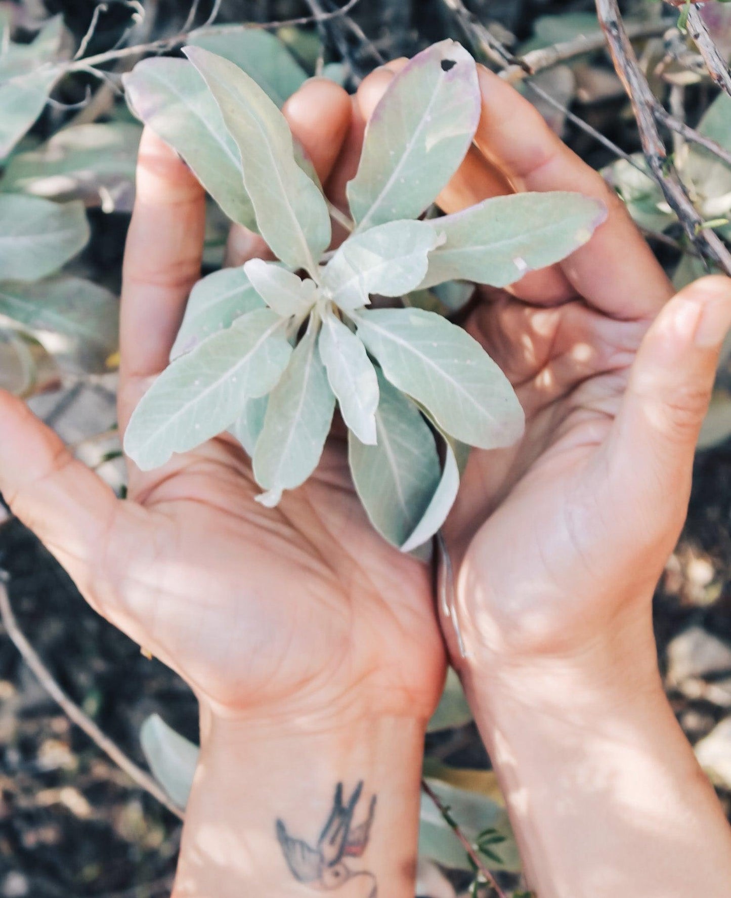 Super Healers - California Wild Gardens - Plant Pack