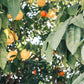 Your Hacienda Fruits - California Wild Gardens - Plant Pack