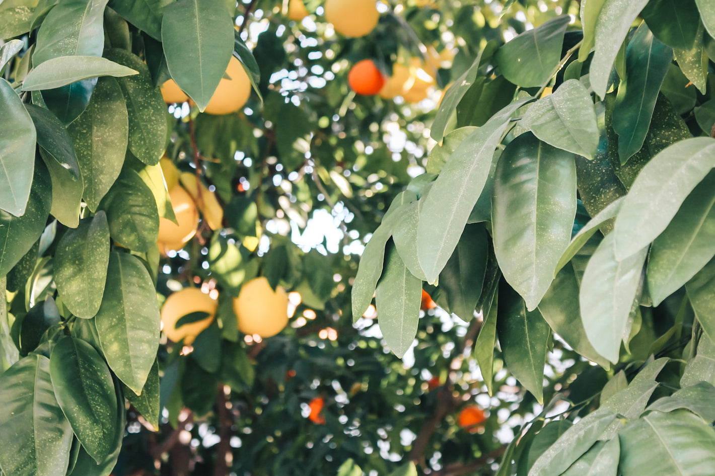 Your Hacienda Fruits - California Wild Gardens - Plant Pack