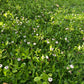 Sterile Frogfruit Groundcover Lawn - Phyla Nodiflora Sod