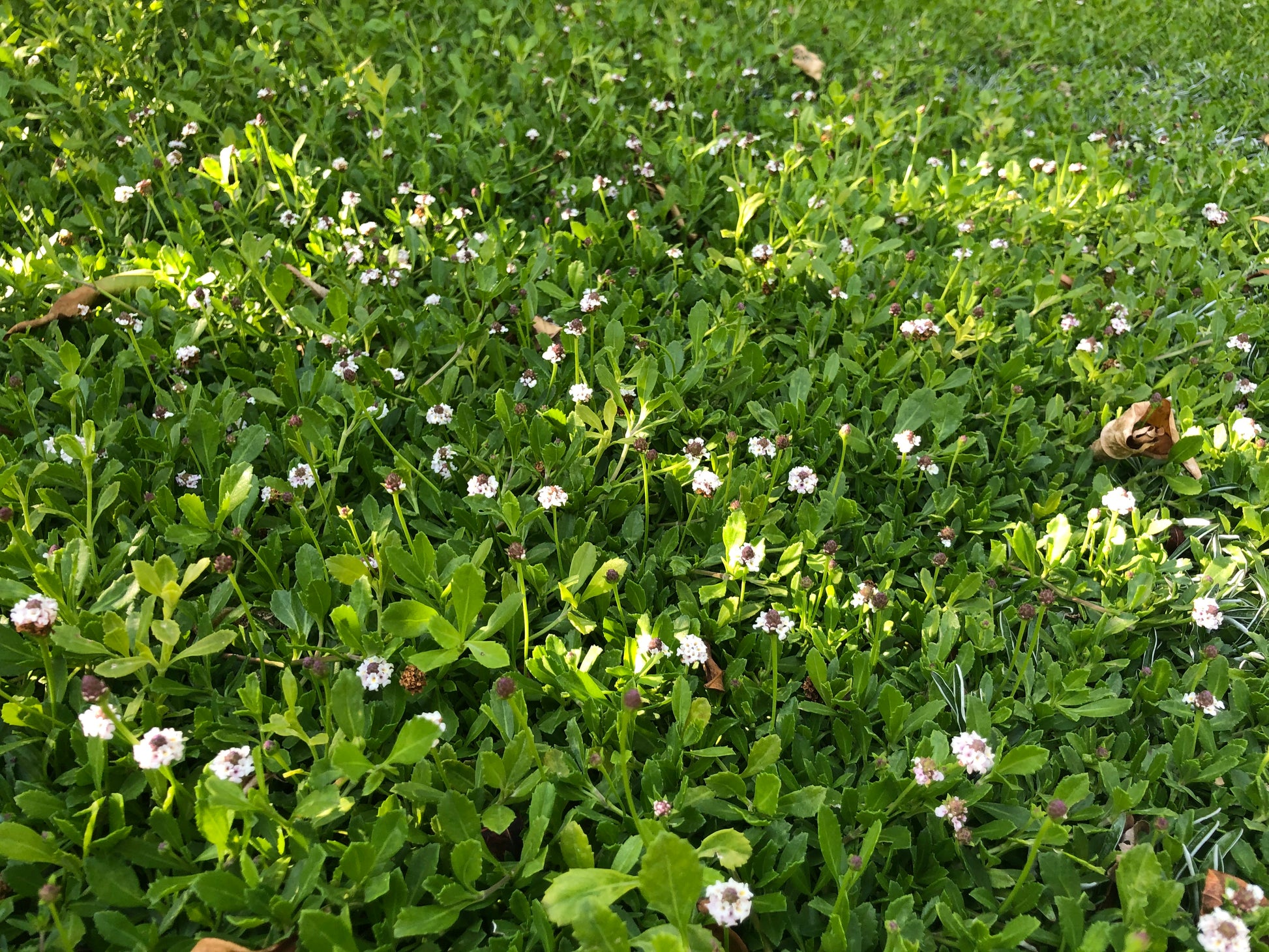 succulent sod Sterile Frogfruit Groundcover Lawn