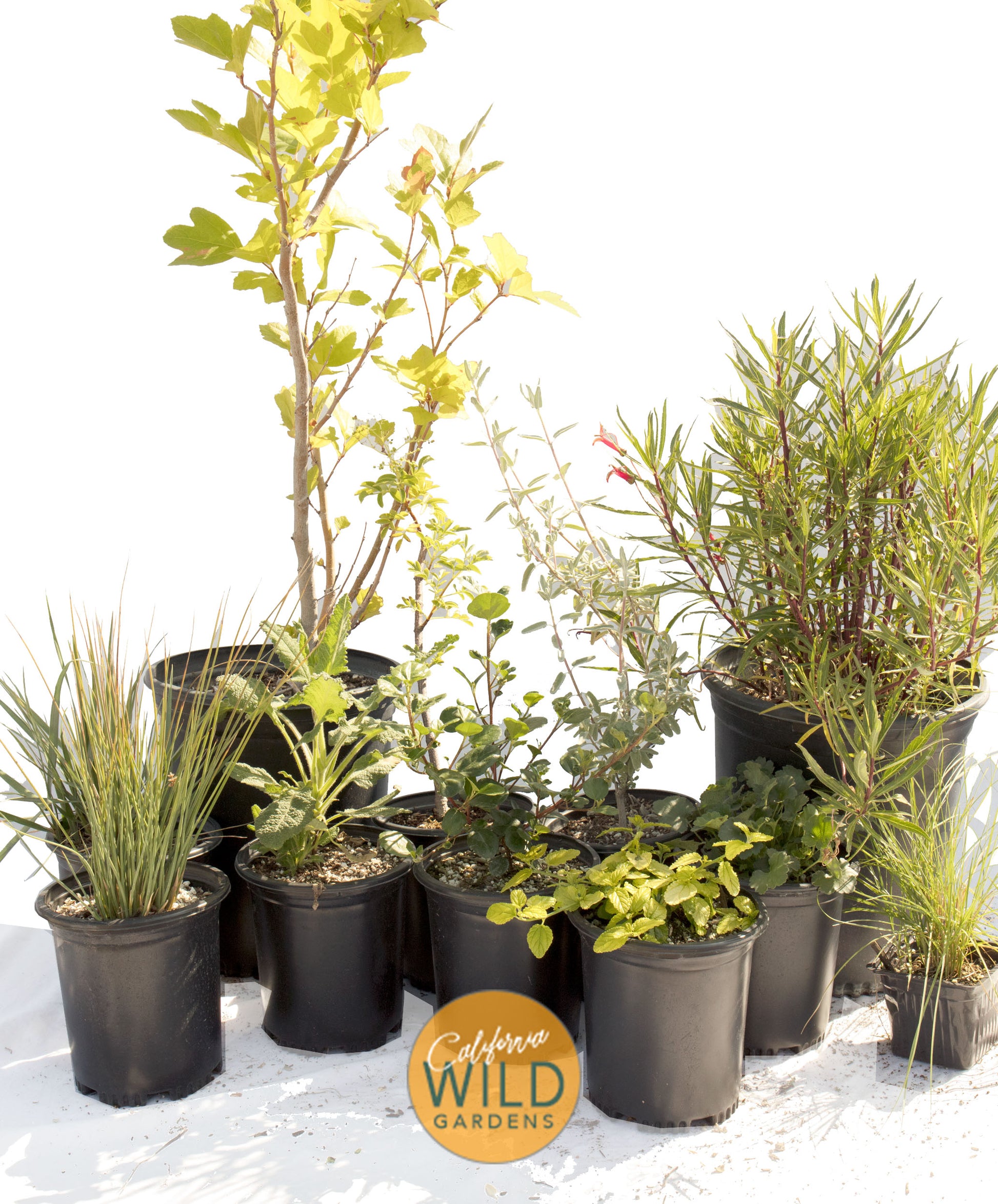 california native plants for pots California Native Shade Garden