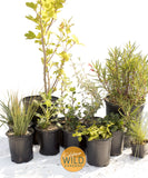 Dark Developer - California Wild Gardens - Plant Pack