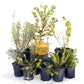 Malibu View | Curated California Native Plant Set