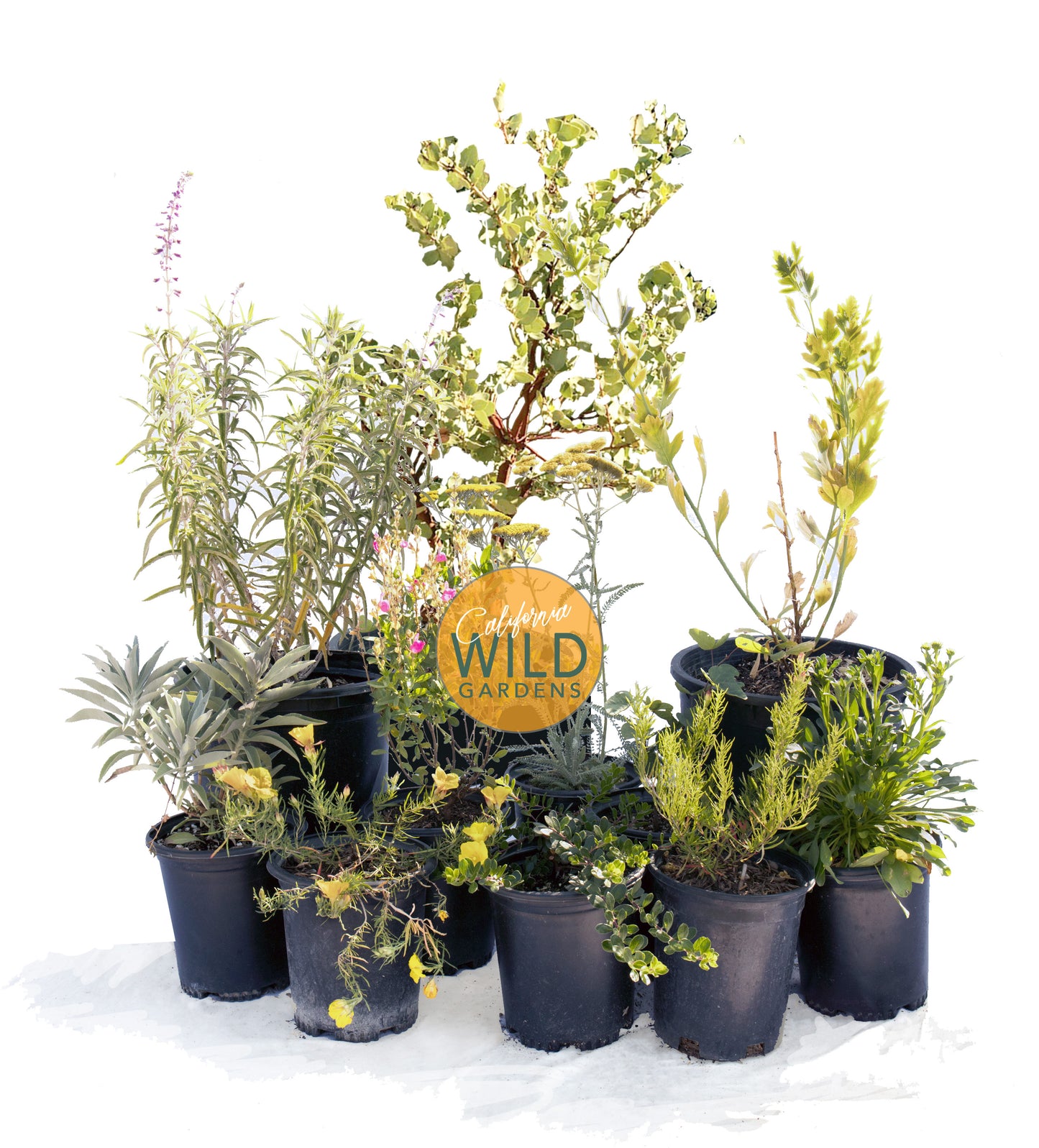 Malibu View | Curated California Native Plant Set