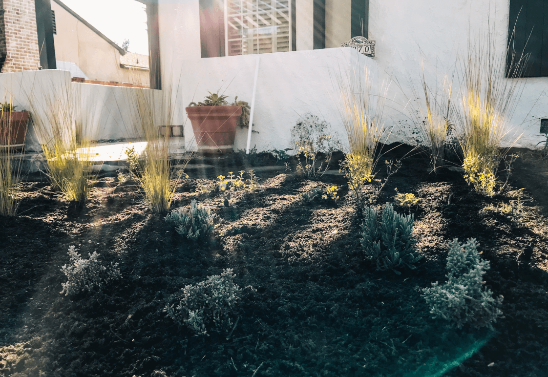 Soft Tuscan - California Wild - Plant Pack