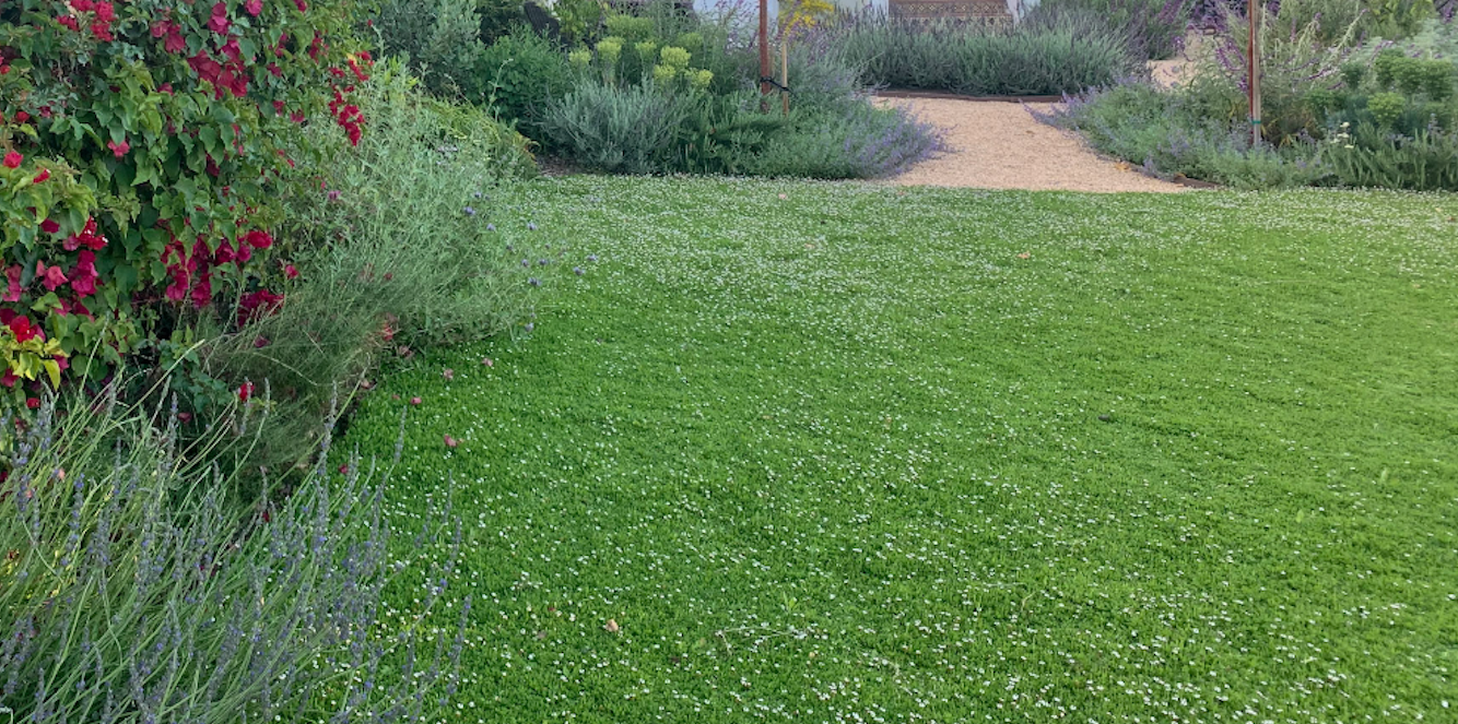 Sterile Frogfruit Groundcover Lawn - Phyla Nodiflora Sod