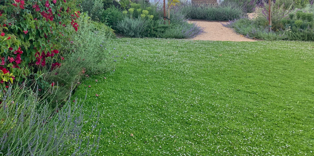 CALIFORNIA PLATINUM - Phyla Nodiflora Succulent Groundcover Lawn