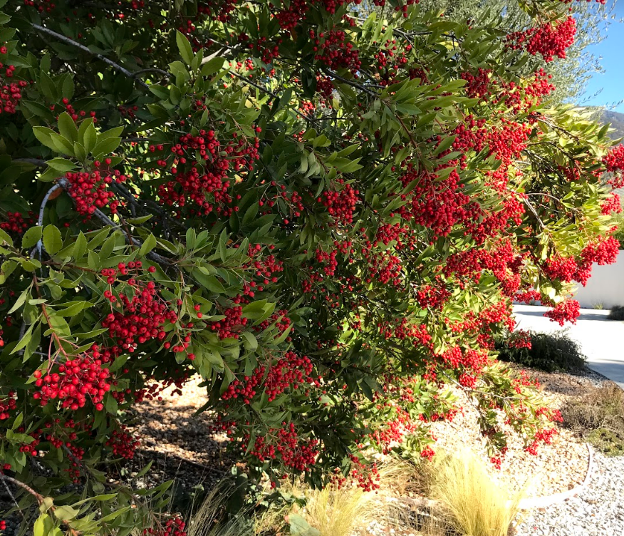 Native Nectary - California Wild Gardens - Hedge