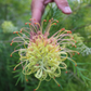 Hummingbird Garden Plans