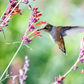 Hummingbird Garden Plans