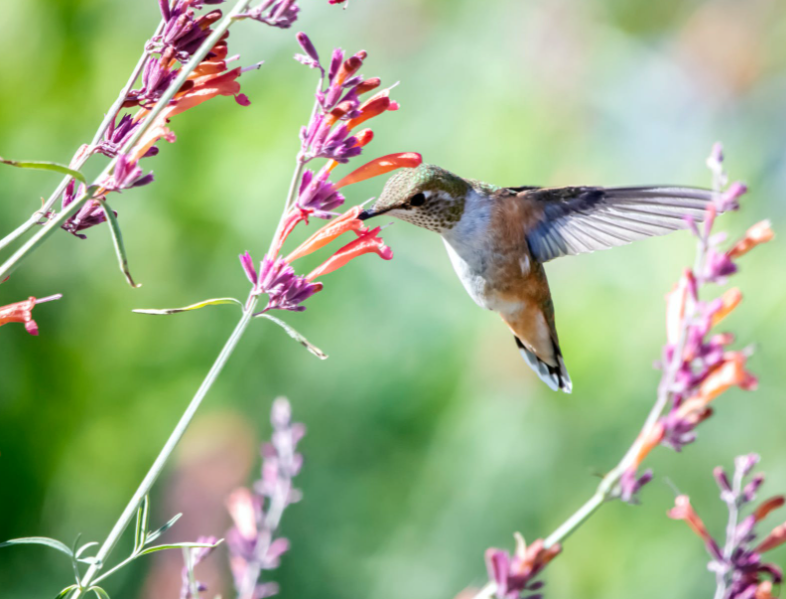 Hummingbird Garden Plans