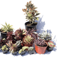 Succulent Train - California Wild Gardens - Plant Pack
