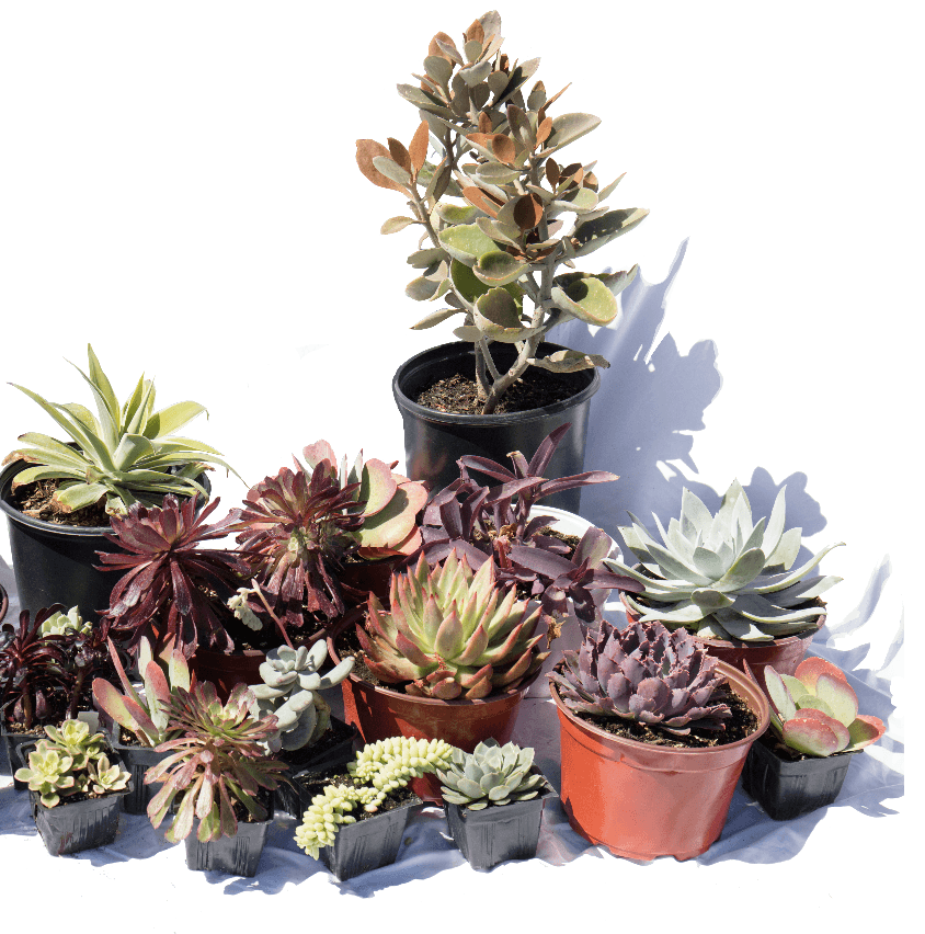 succulent plants southern california Succulent Garden | California Landscape Design