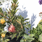 Brie's Bouquet Cut Flower Garden - California Wild - Plant Pack